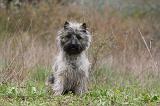 CAIRN TERRIER 612